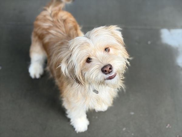 Boots, Adoptable, Young Male Terrier.