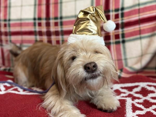 Enlarge Boots, a Adoptable mixed breed in Portland, OR image 2/6