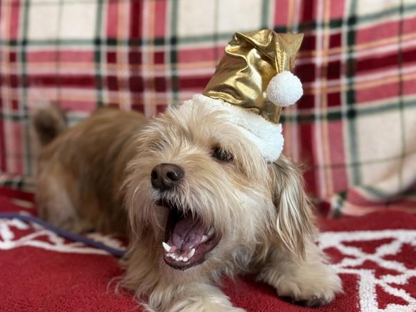 Enlarge Boots, a Adoptable mixed breed in Portland, OR image 3/6