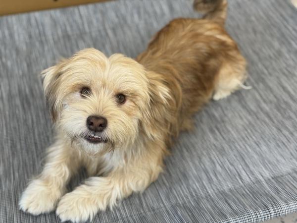 Enlarge Boots, a Adoptable mixed breed in Portland, OR image 4/6