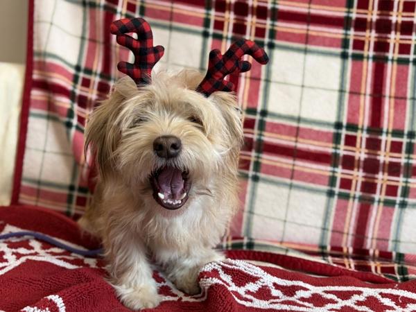Enlarge Boots, a Adoptable mixed breed in Portland, OR image 5/6