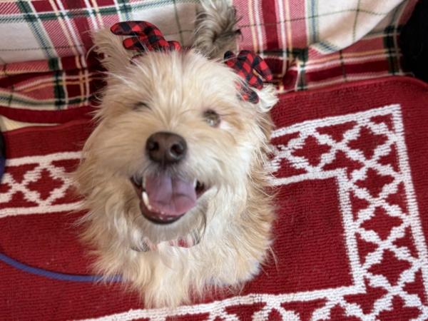 Enlarge Boots, a Adoptable mixed breed in Portland, OR image 6/6