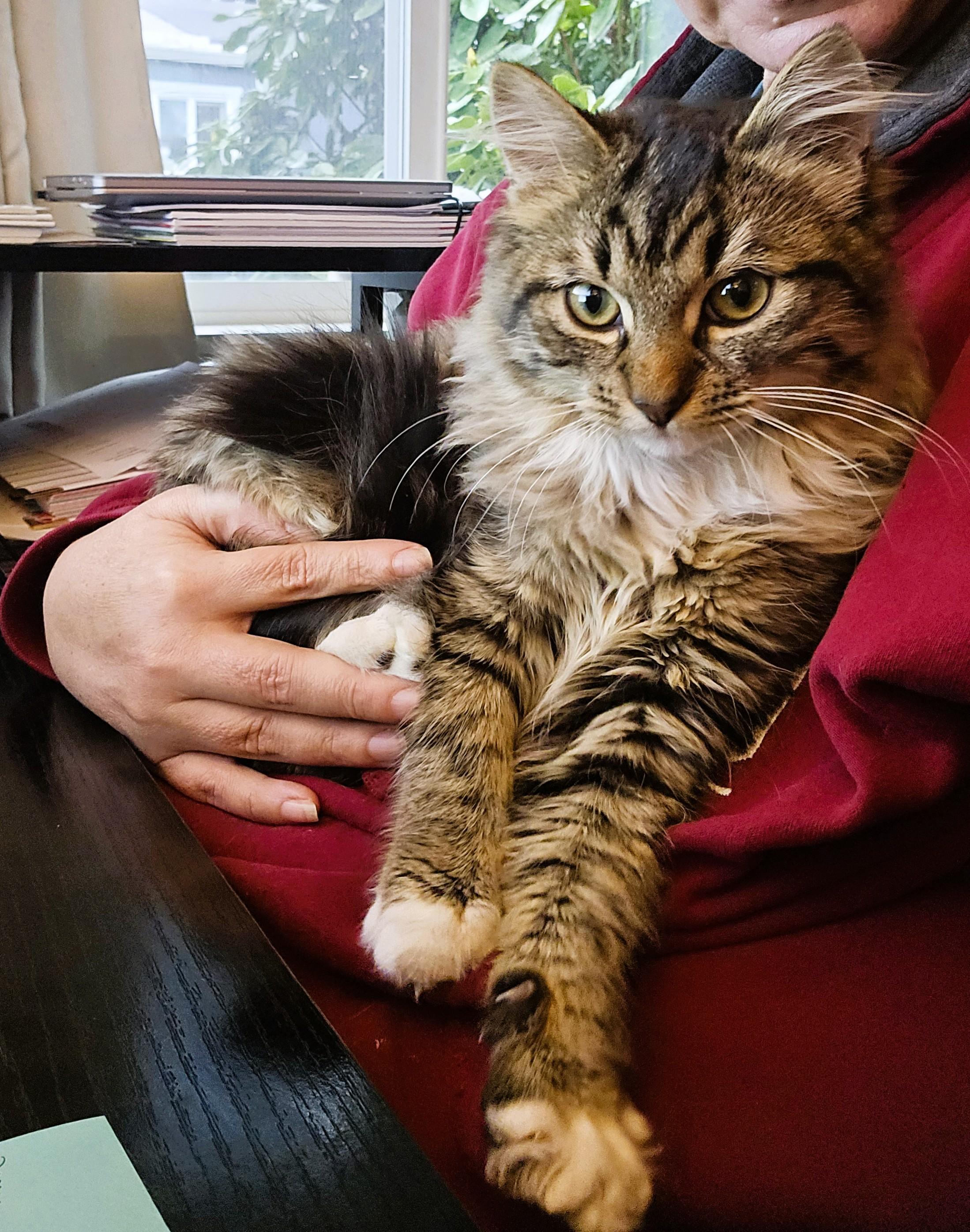 TAFFY-(kj), ADOPTABLE, Young Female Domestic Medium Hair & Maine Coon.