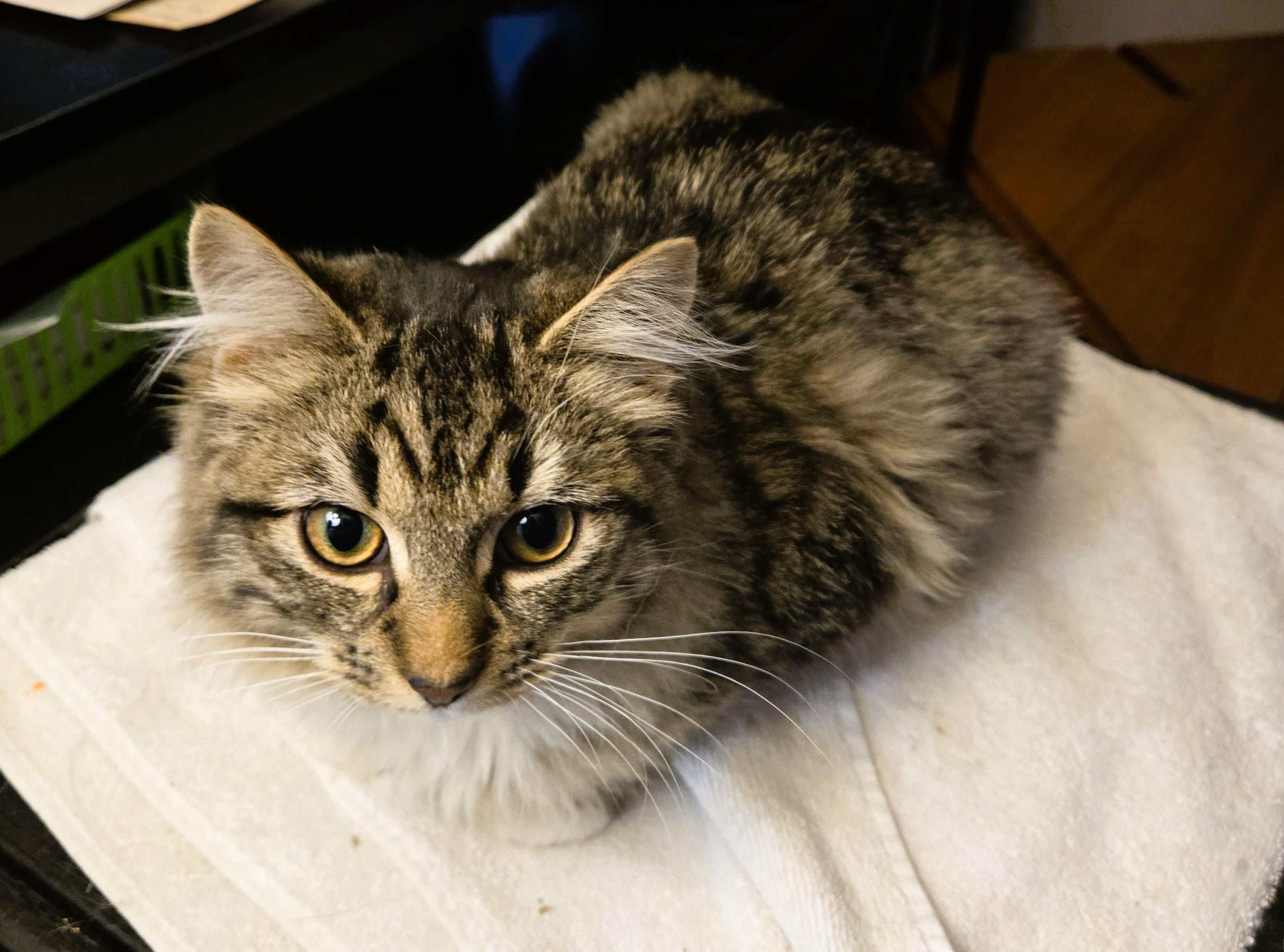 Enlarge TAFFY-(kj), a ADOPTABLE mixed breed in Burlington, WA image 3/3