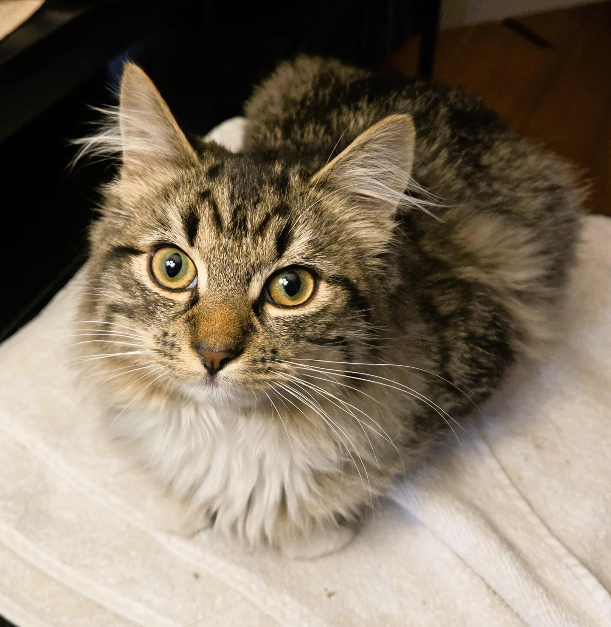 Enlarge TAFFY-(kj), a ADOPTABLE mixed breed in Burlington, WA image 2/3