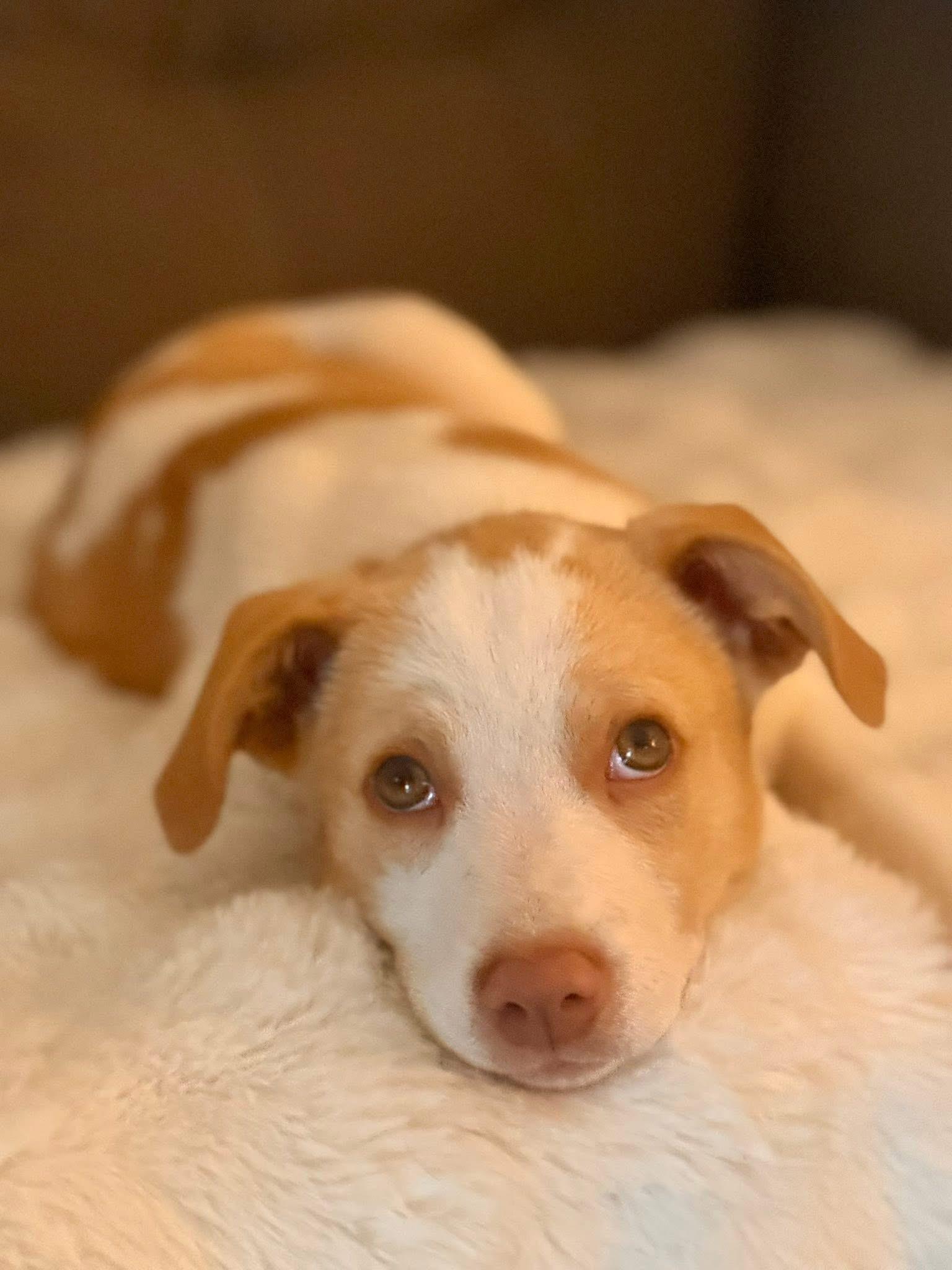Enlarge Sunny, a Adoptable mixed breed in Plantsville, CT image 5/6