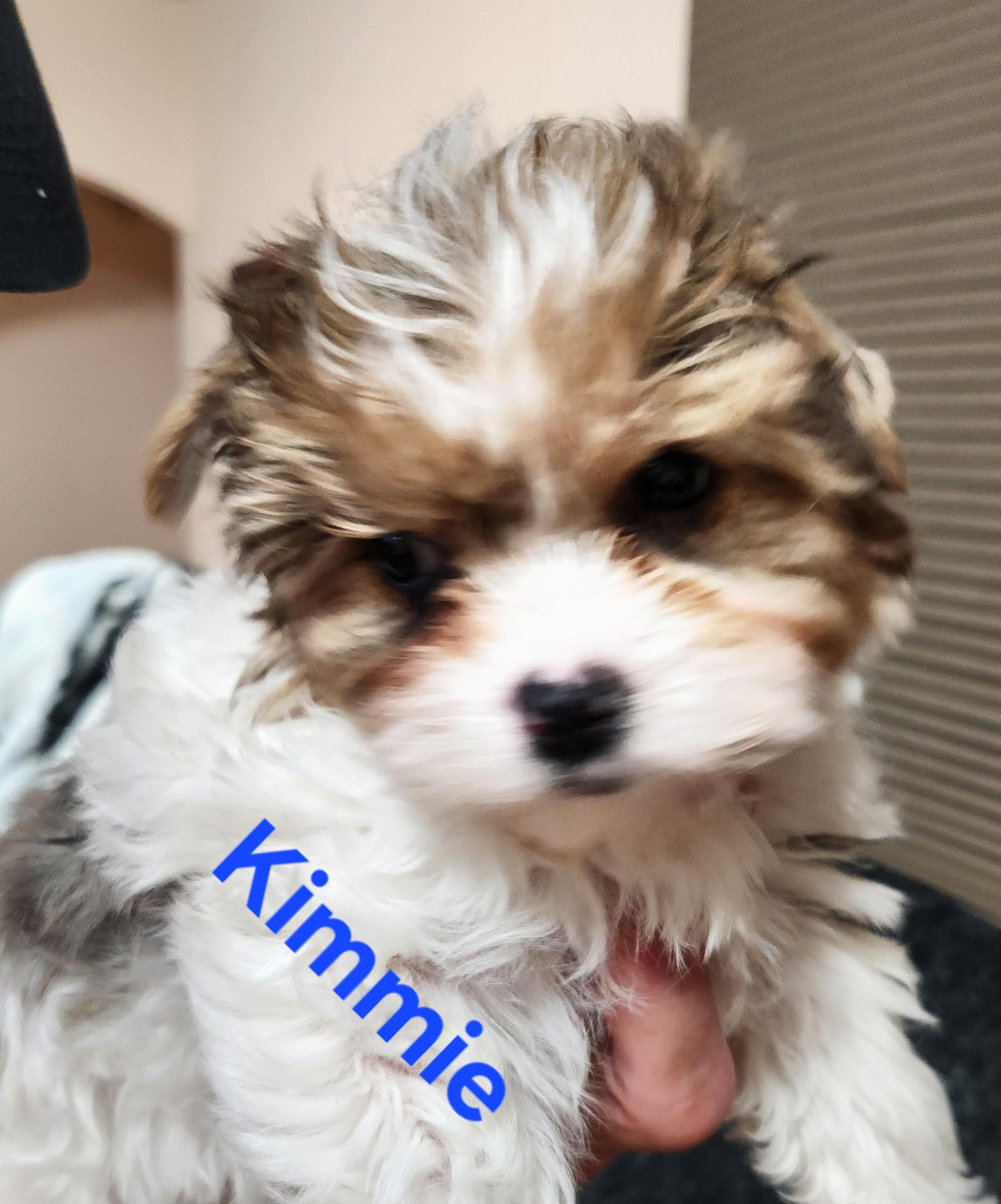 Kimmie (Biewer Terrier), an adopted Yorkshire Terrier in North Augusta, SC image 2/2