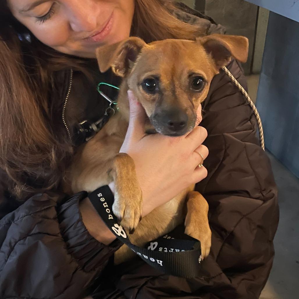 Fedora, Adoptable, Adult Female Chihuahua.