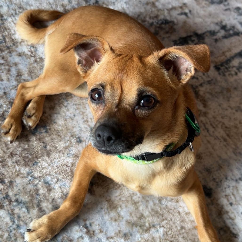 Fedora, Adoptable, Adult Female Chihuahua.
