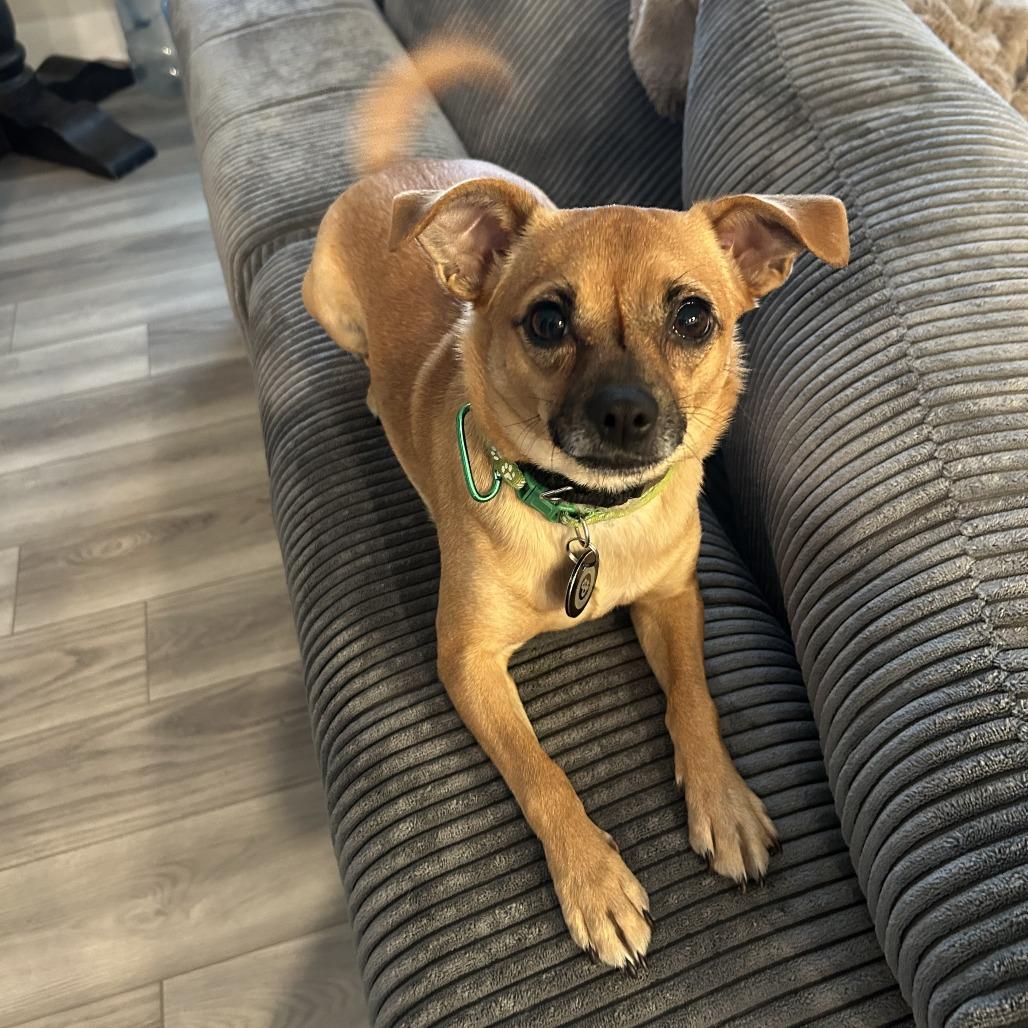 Enlarge Fedora, a Adoptable Chihuahua in Brooklyn, NY image 3/6