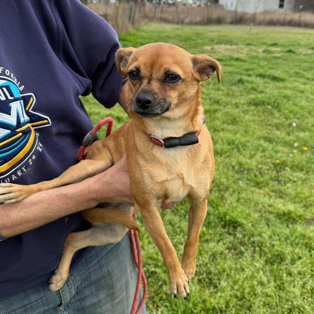 Enlarge Fedora, a Adoptable Chihuahua in Brooklyn, NY image 2/6