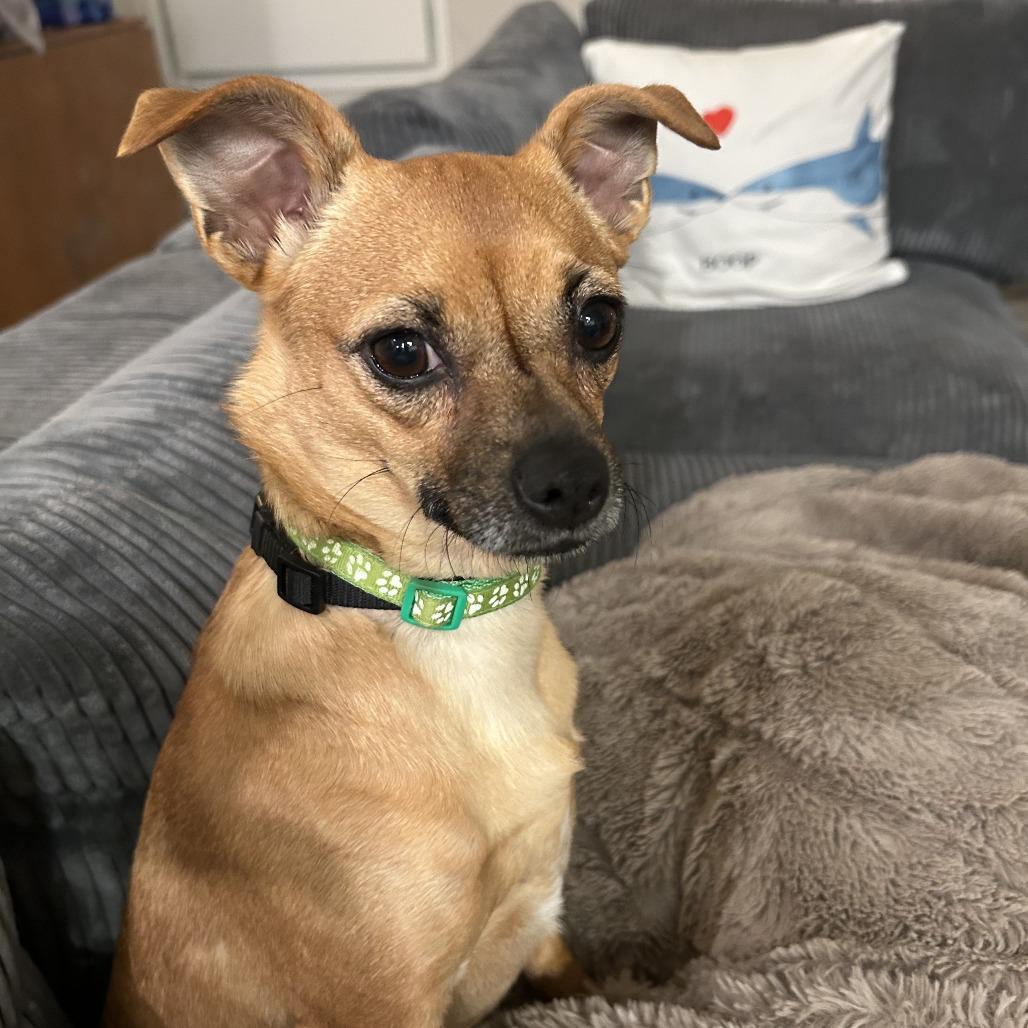 Enlarge Fedora, a Adoptable Chihuahua in Brooklyn, NY image 3/6