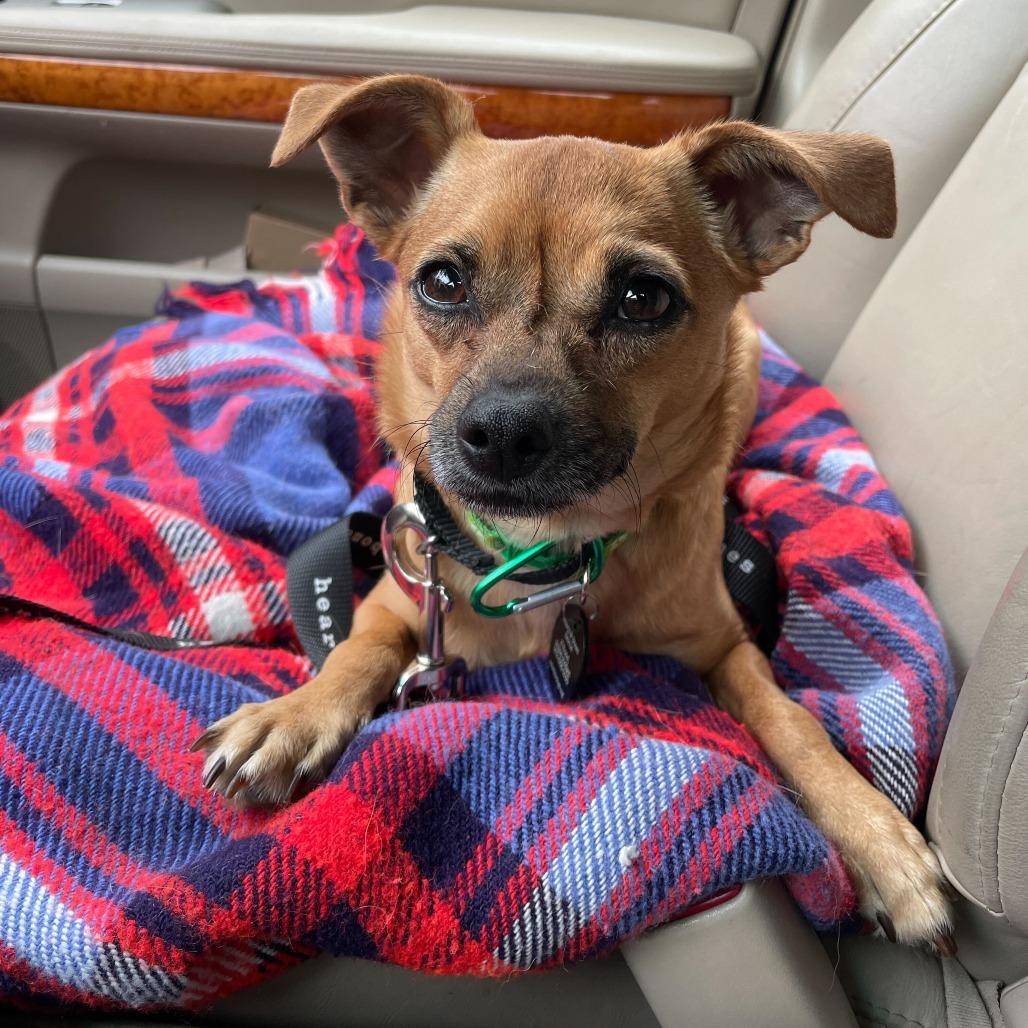 Enlarge Fedora, a Adoptable Chihuahua in Brooklyn, NY image 3/6