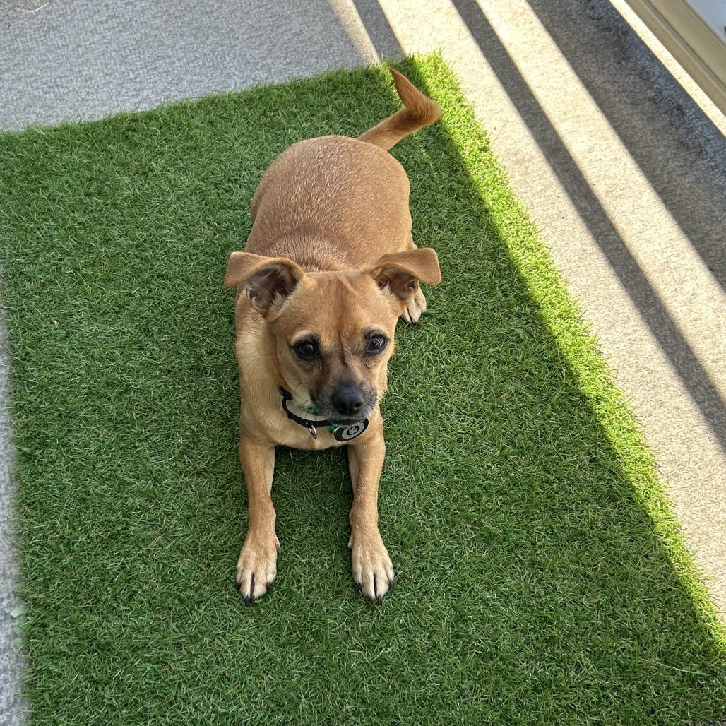 Enlarge Fedora, a Adoptable Chihuahua in Brooklyn, NY image 4/6