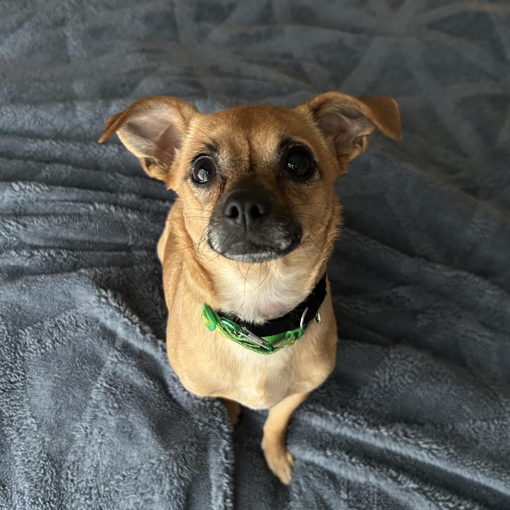 Fedora, a Adoptable Chihuahua in YONKERS, NY image 5/6