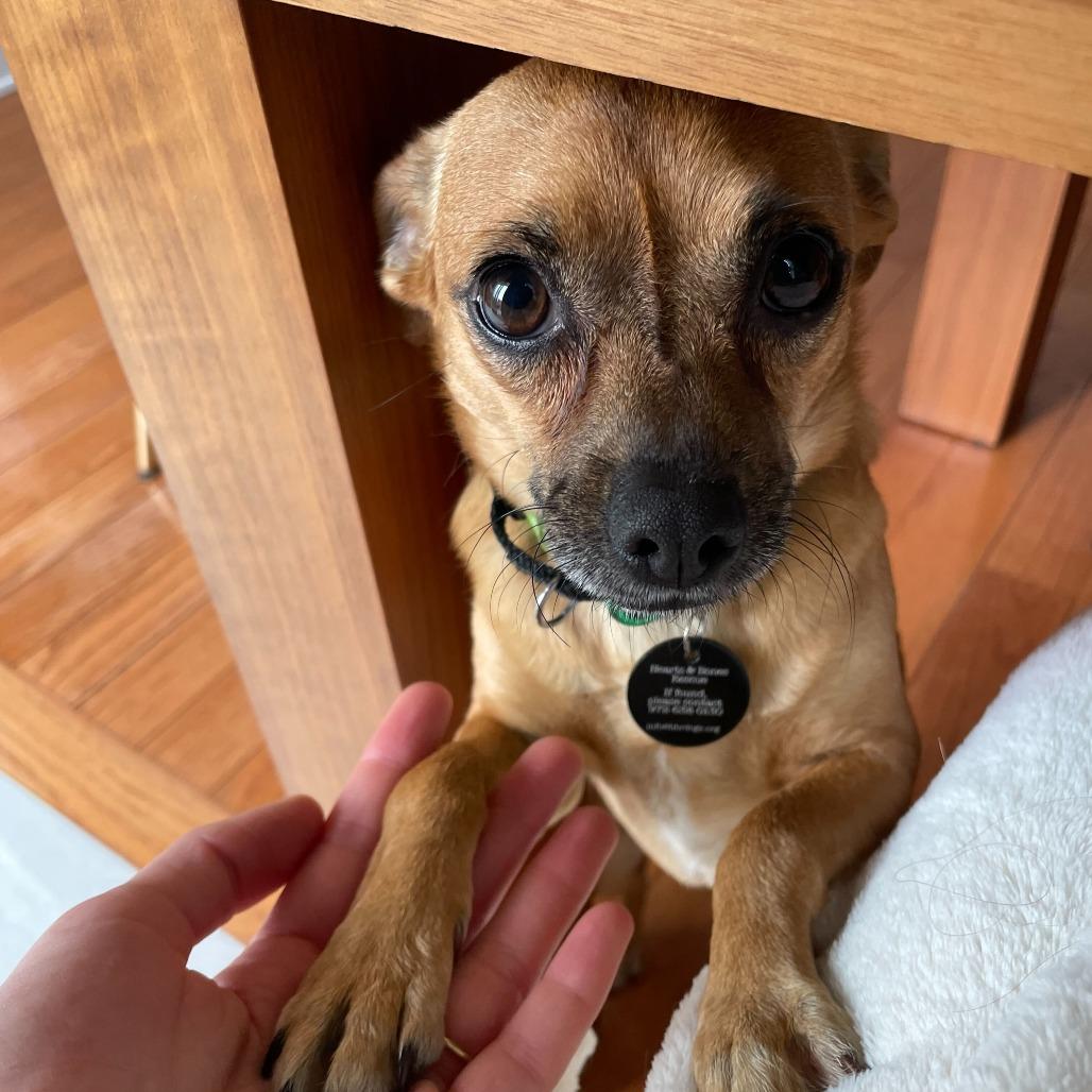 Enlarge Fedora, a Adoptable Chihuahua in Brooklyn, NY image 5/6
