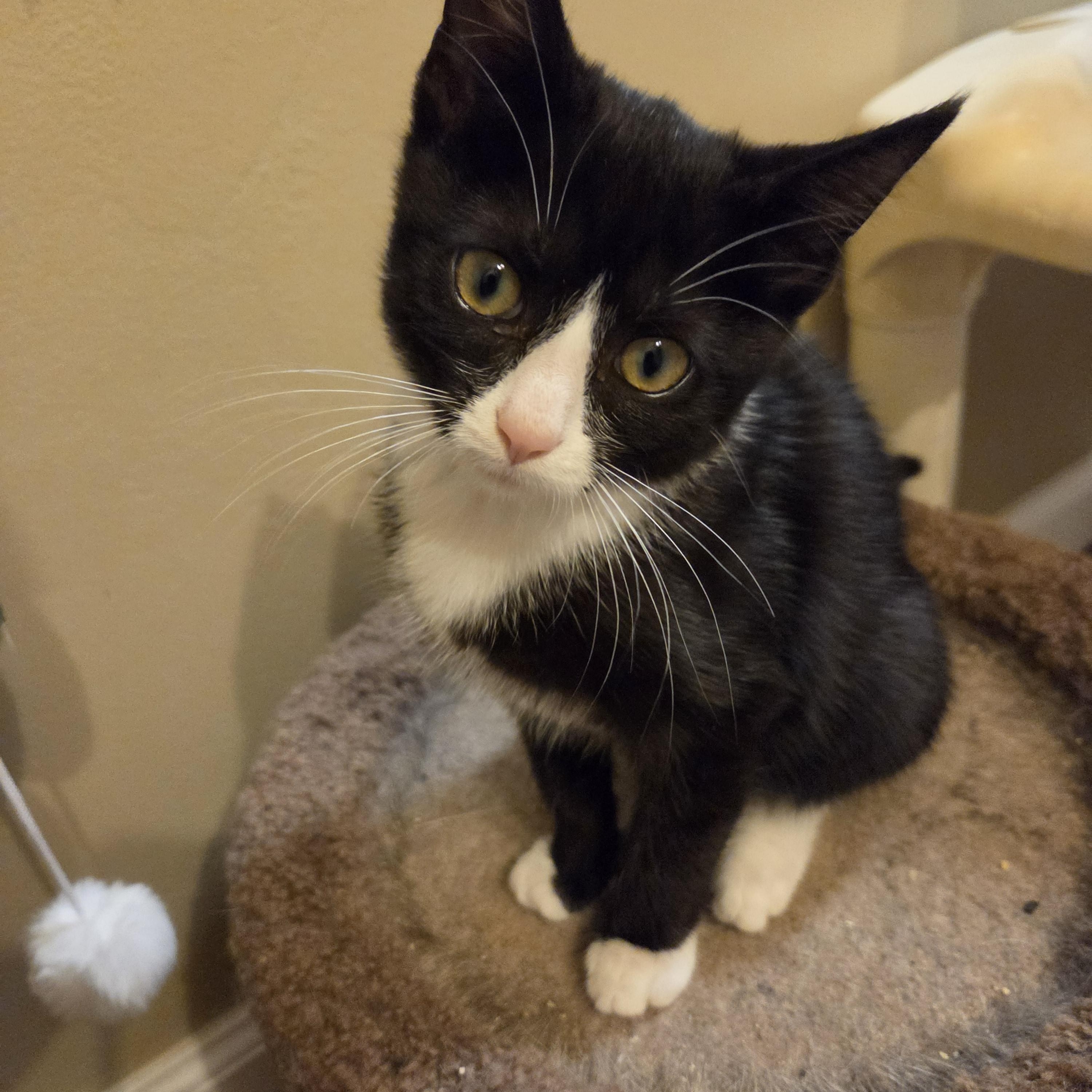 Enlarge Dolly, a Adoptable Domestic Short Hair in Fort Oglethorpe, GA image 3/3