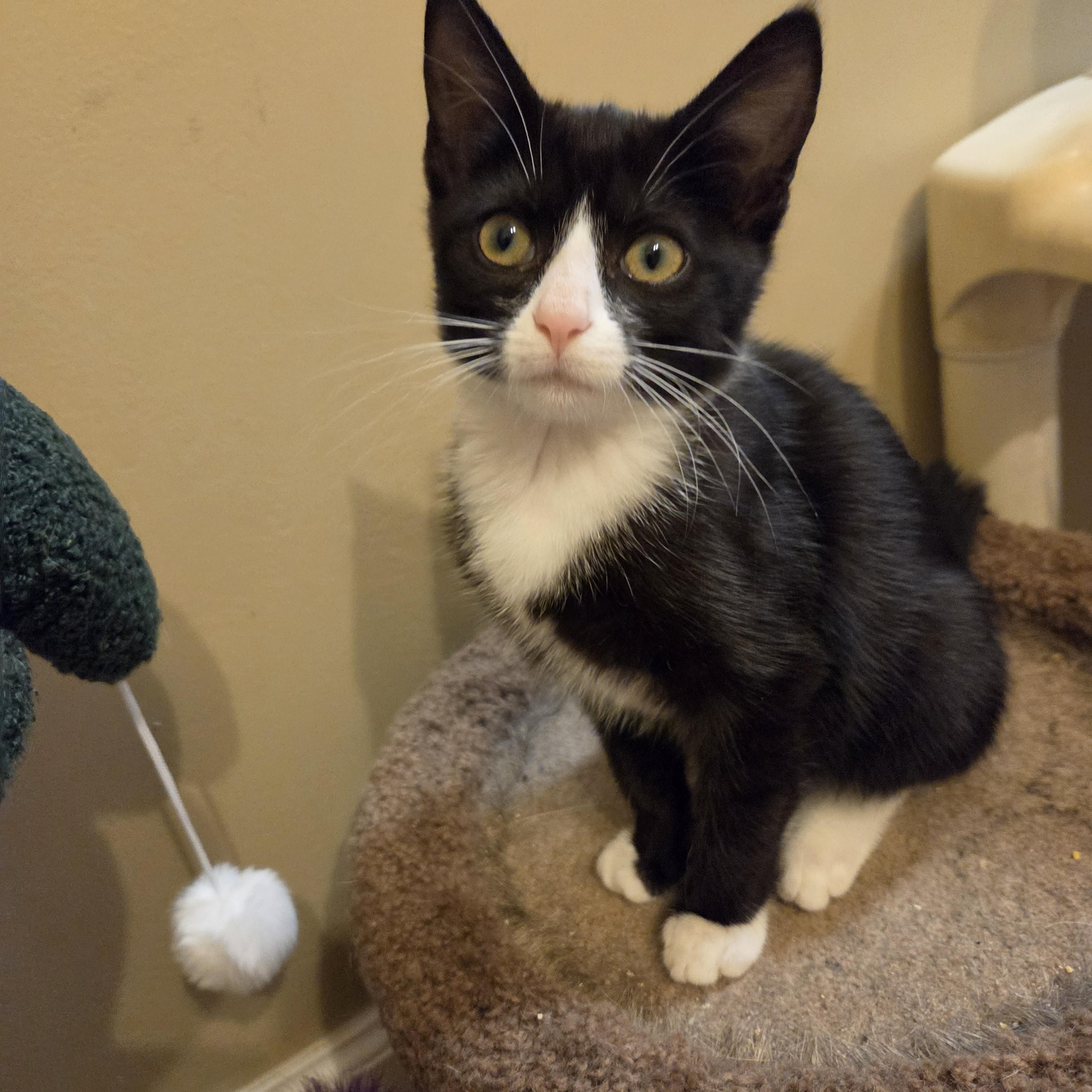 Dolly, Adoptable, Kitten Female Domestic Short Hair.