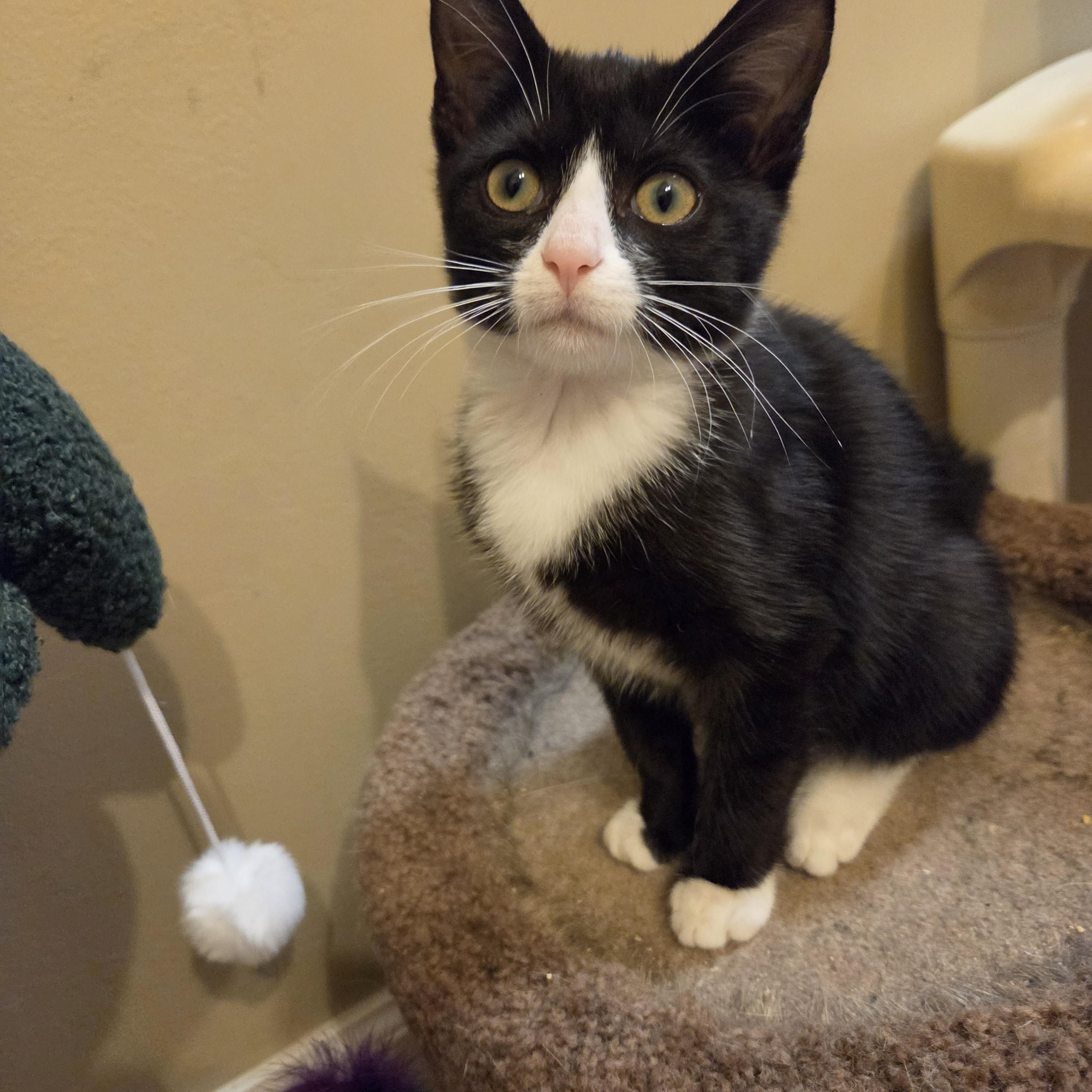 Enlarge Dolly, a Adoptable Domestic Short Hair in Fort Oglethorpe, GA image 2/3