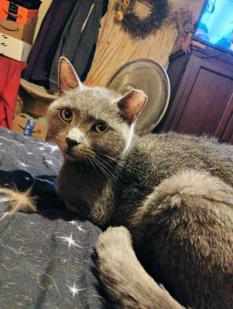 Enlarge Betty White, a Adoptable Domestic Short Hair in Kannapolis, NC image 1/1