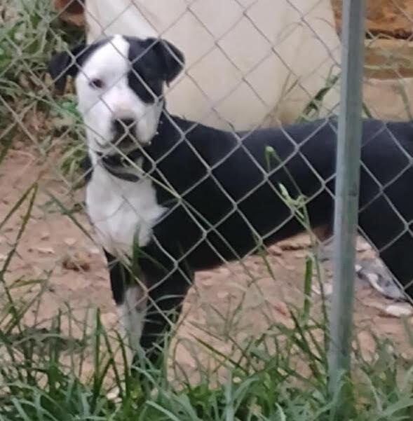 Enlarge Draco, a Adoptable Mixed Breed in Chattanooga, TN image 1/1