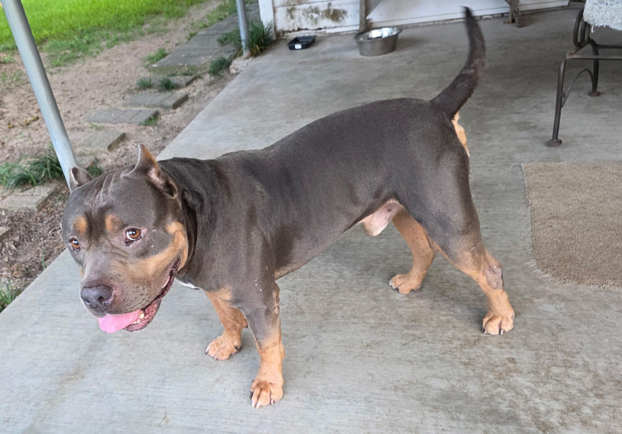 Axel, Adopted, Young Male American Bully.