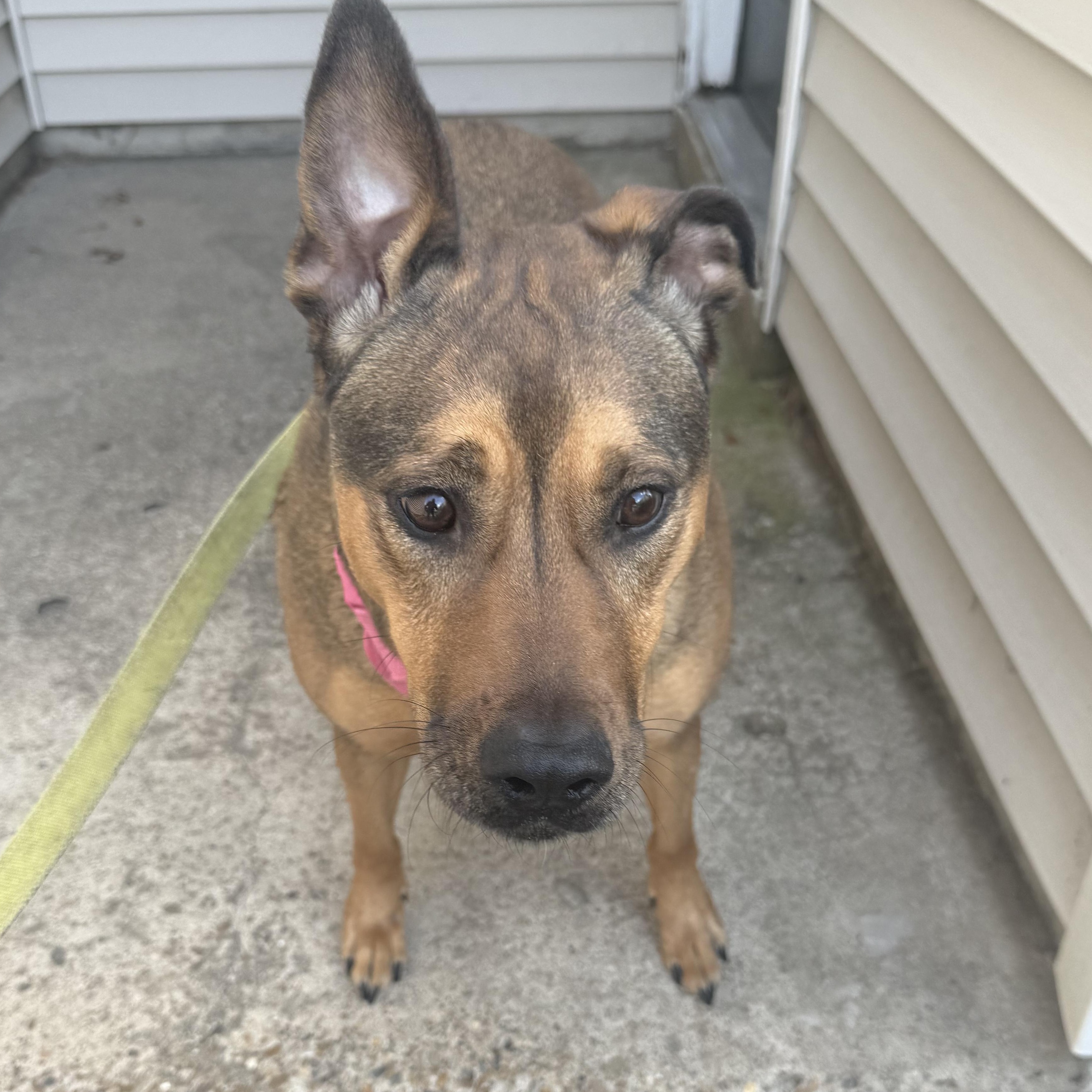 Mabel, an adoptable Shepherd, Labrador Retriever in Water Valley, MS, 38965 | Photo Image 1