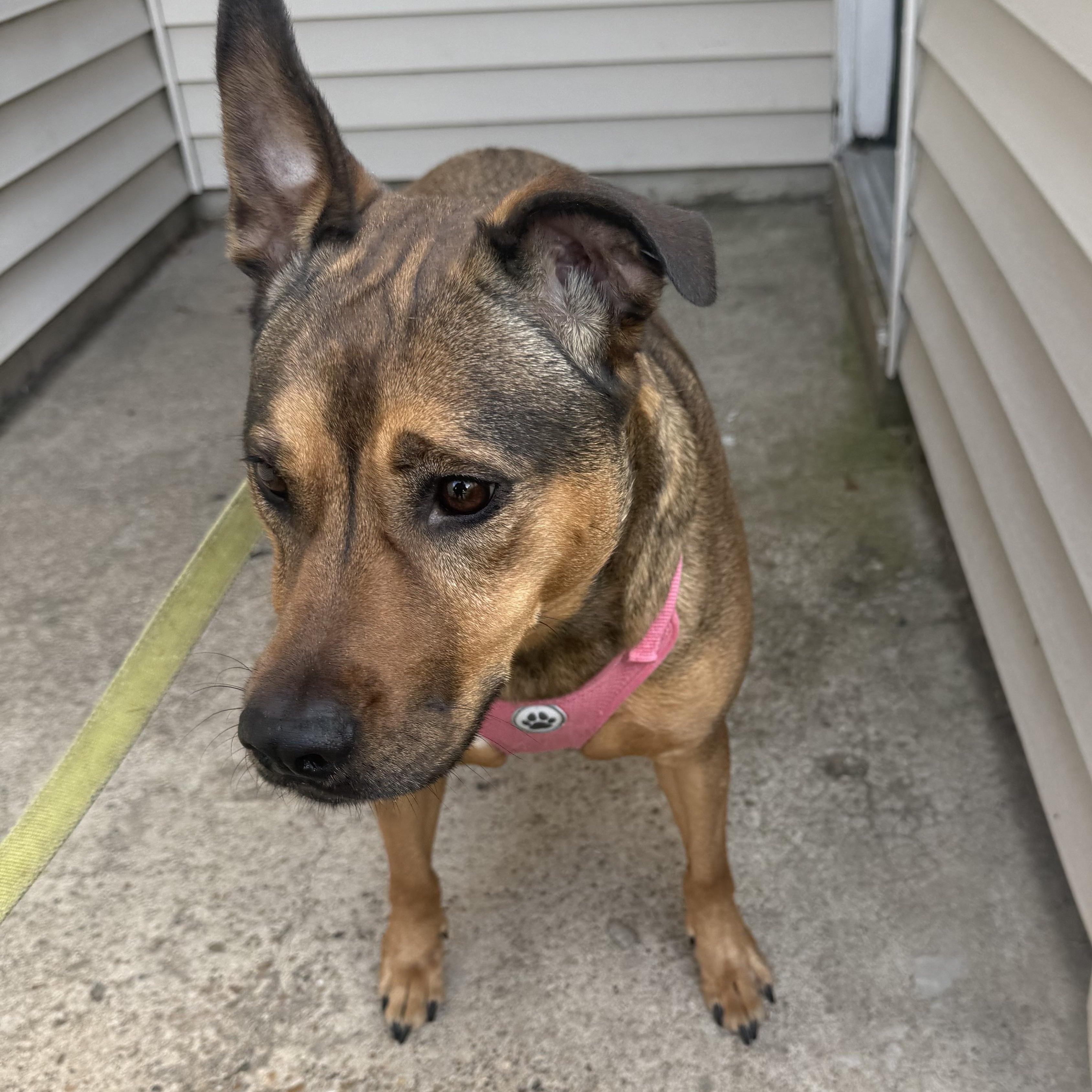 Mabel, a Adoptable mixed breed in Water Valley, MS image 4/5