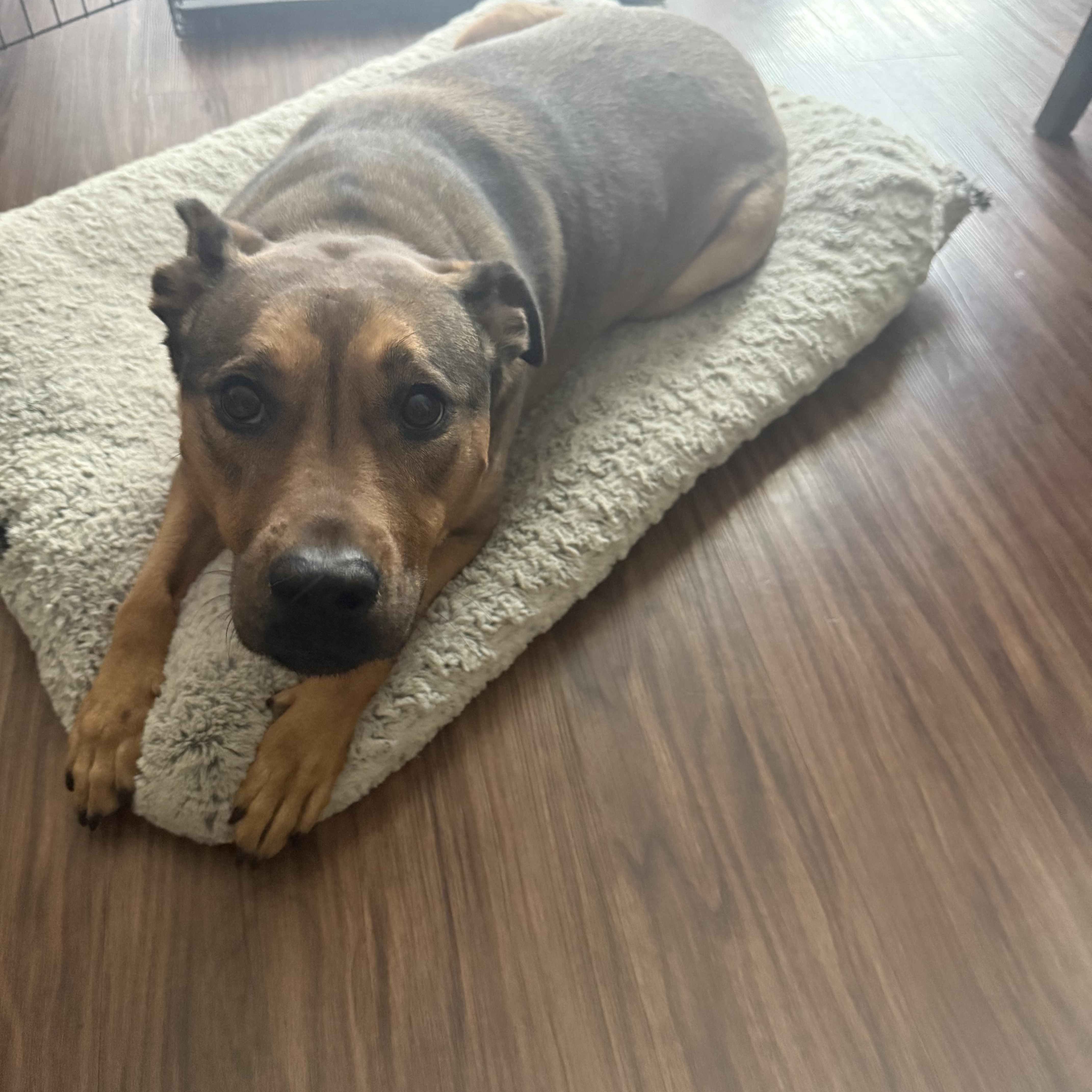 Mabel, a Adoptable mixed breed in Water Valley, MS image 5/5