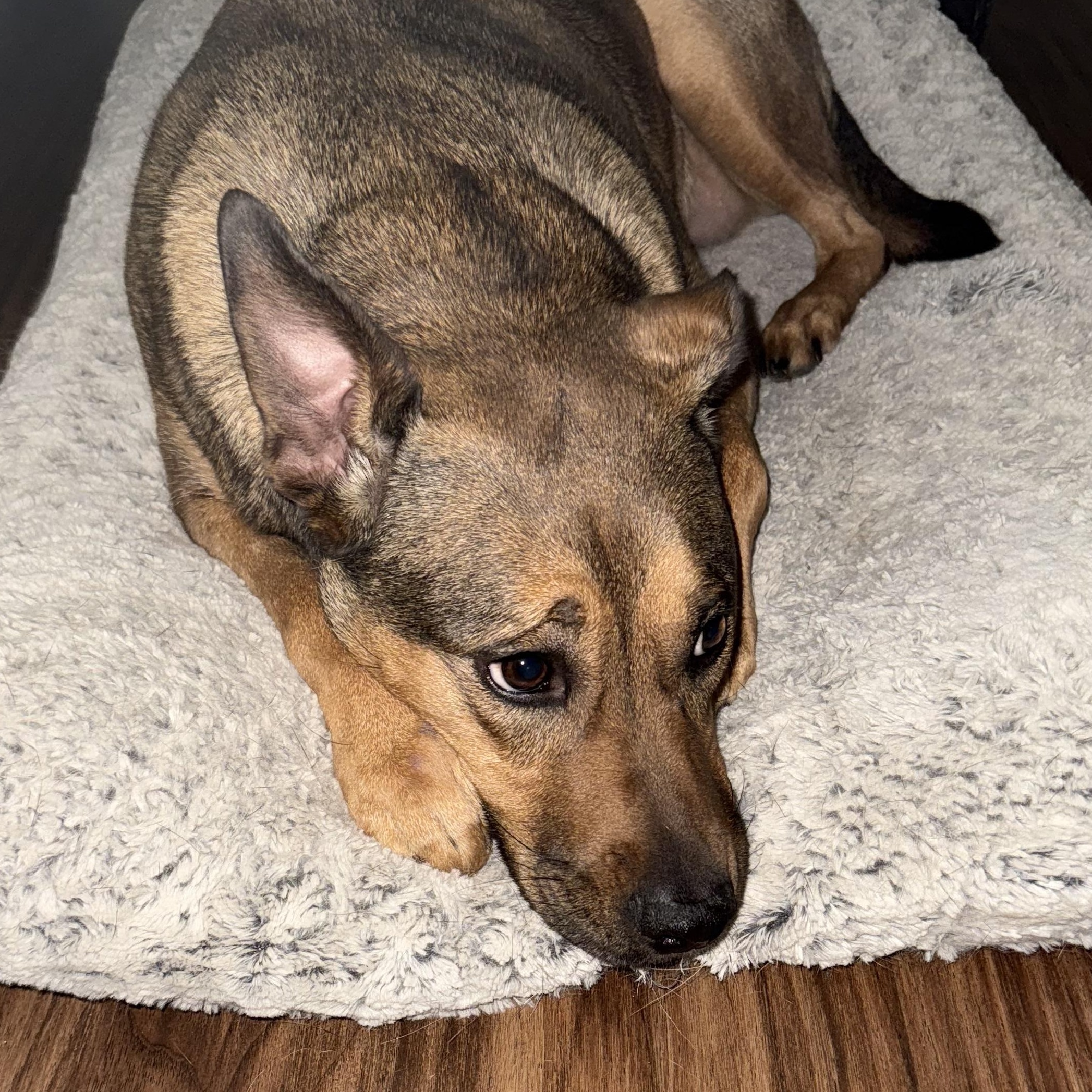 Mabel, a Adoptable mixed breed in Water Valley, MS image 2/5