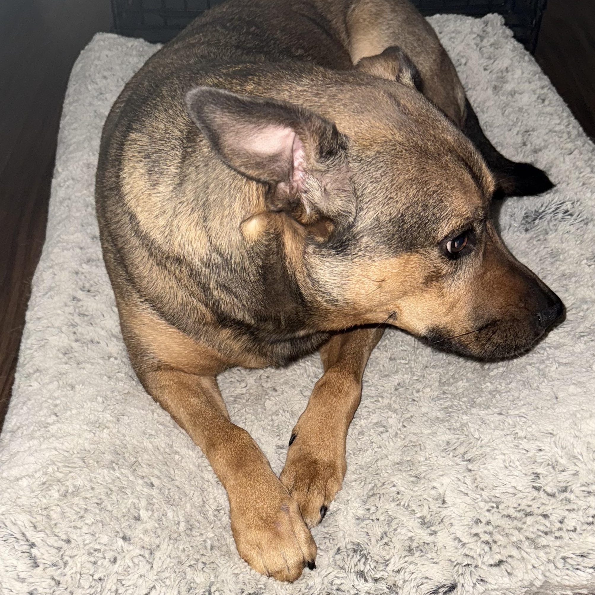 Mabel, a Adoptable mixed breed in Water Valley, MS image 3/5