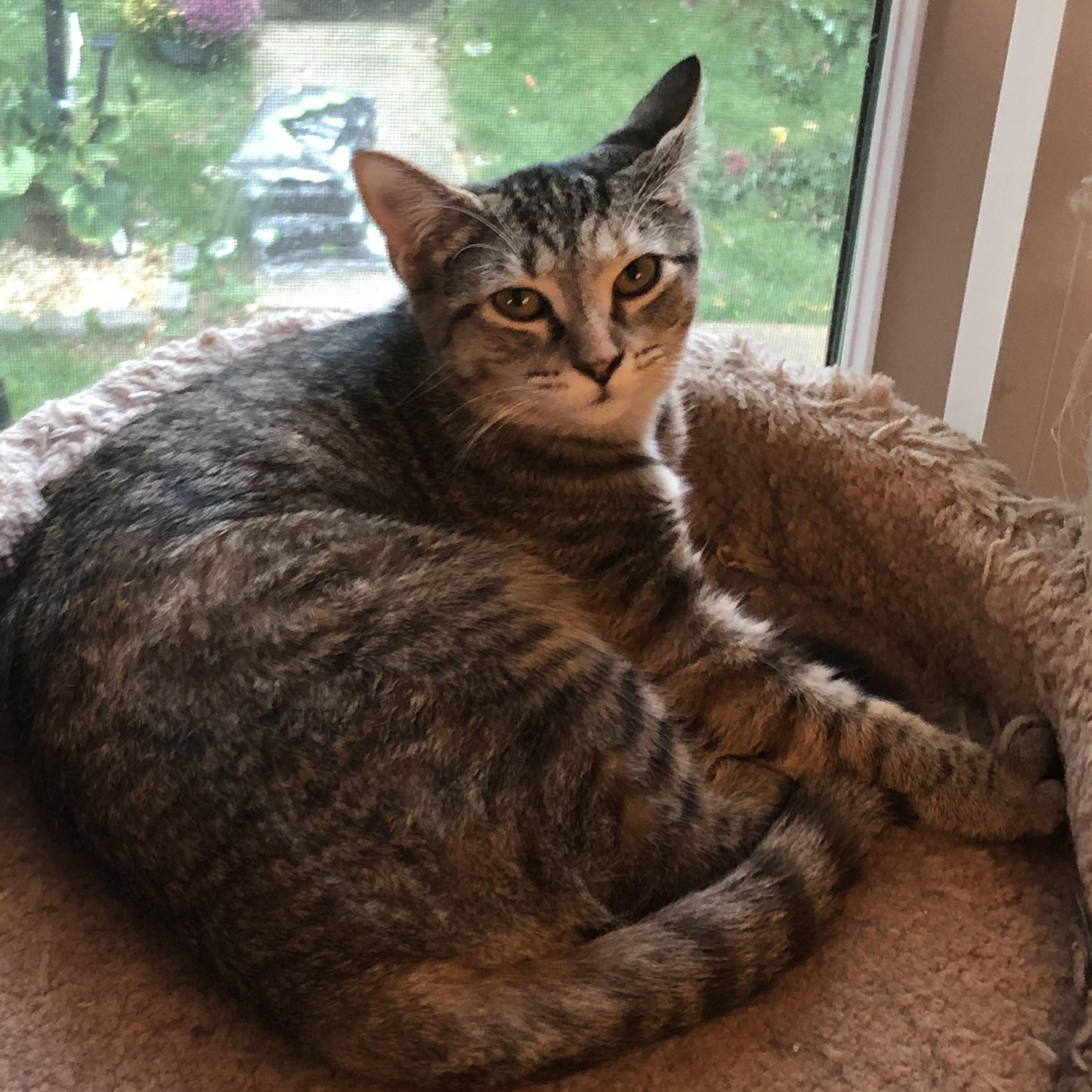 Xena & Lothario-Sister & Brother Duo Kittens, Adoptable, Kitten Male Domestic Short Hair.