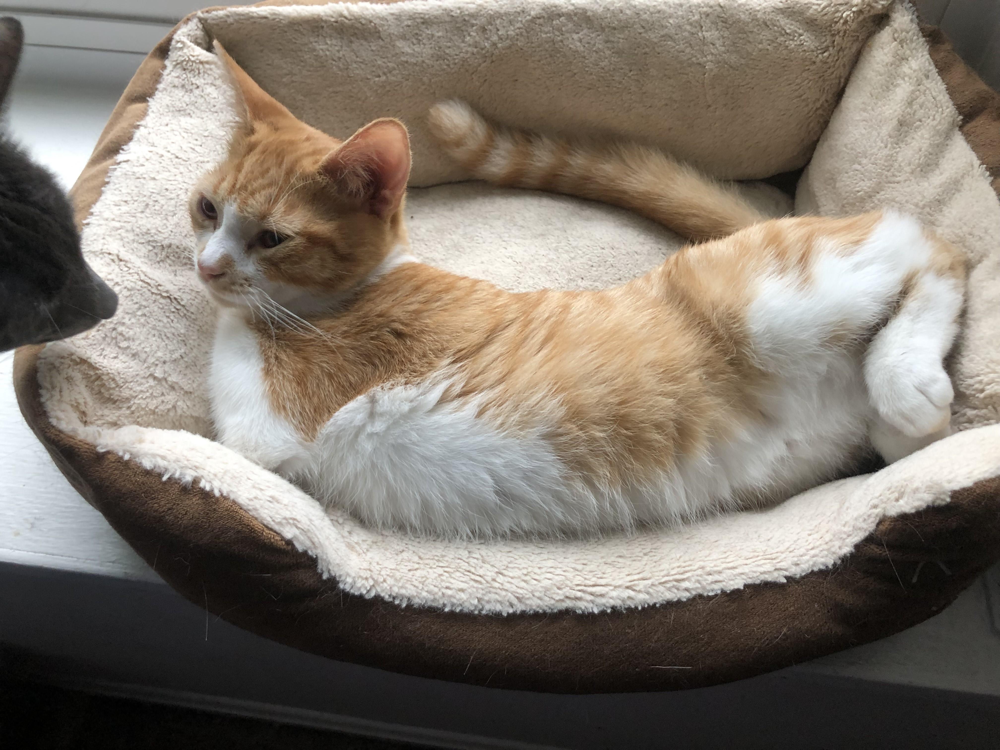 Xena & Lothario-Sister & Brother Duo Kittens