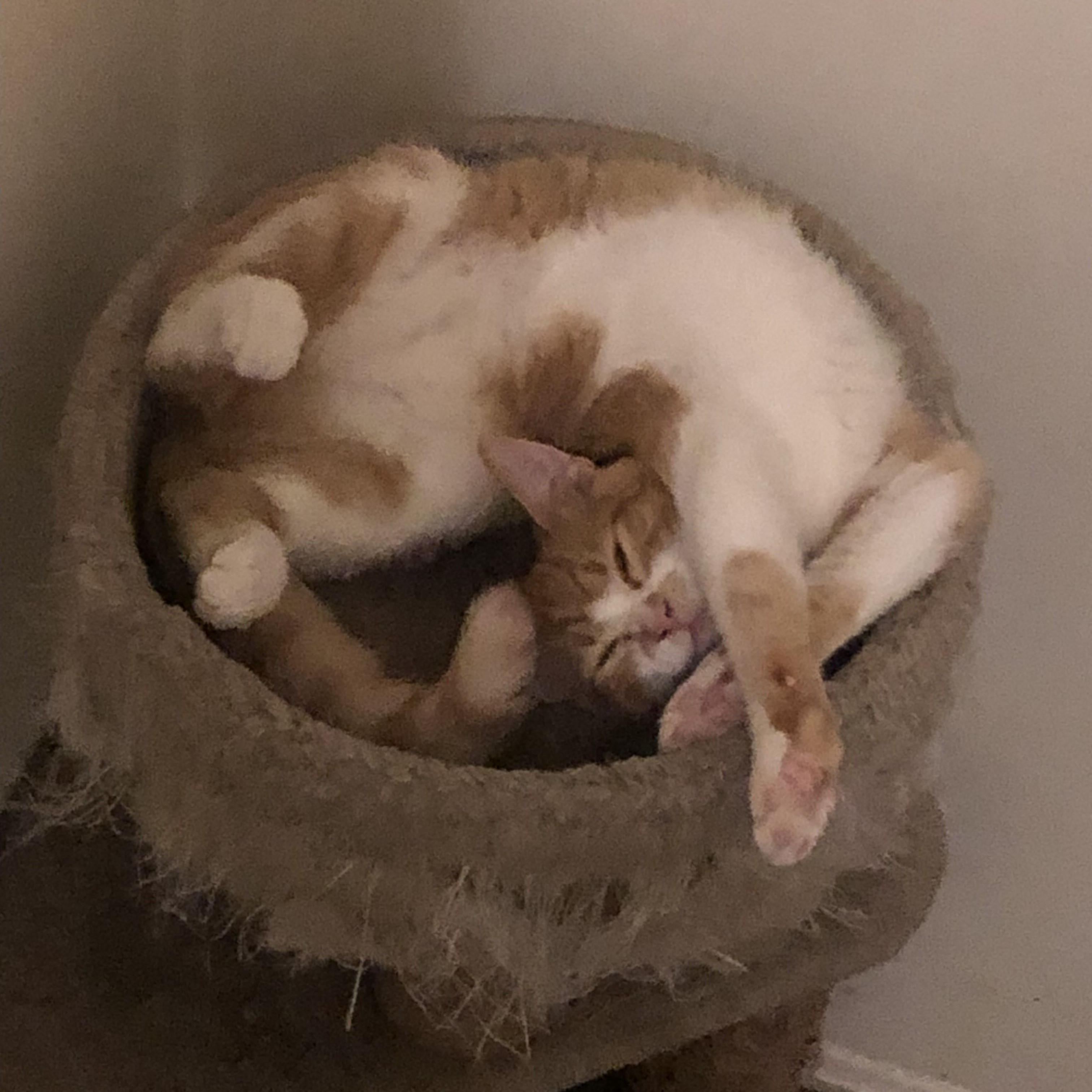 Xena & Lothario-Sister & Brother Duo Kittens