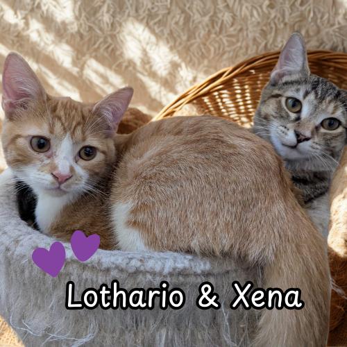 Xena & Lothario-Sister & Brother Duo Kittens