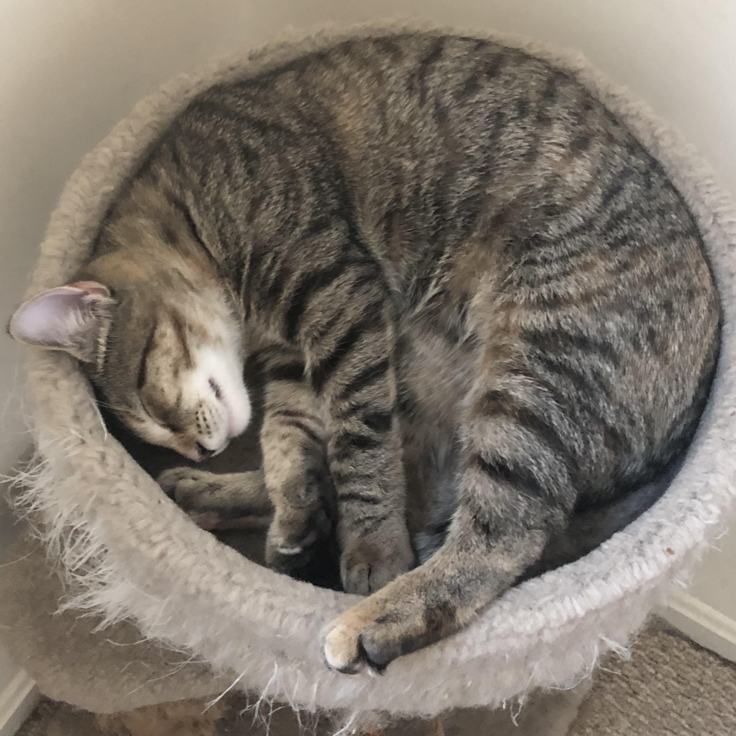 Xena & Lothario-Sister & Brother Duo Kittens, a Adoptable Domestic Short Hair in Laurel, MD image 5/5