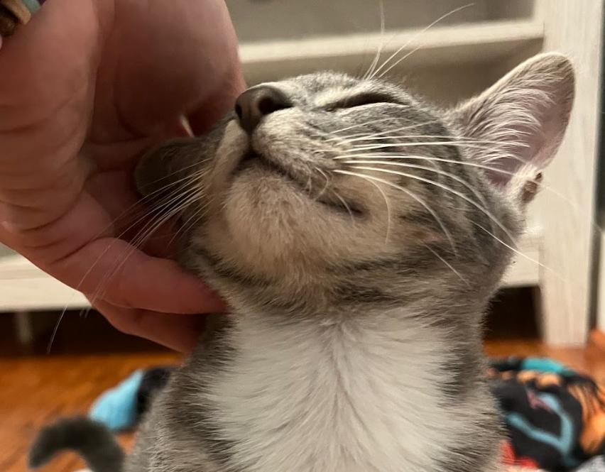 Scout, Adoptable, Kitten Female Domestic Short Hair.