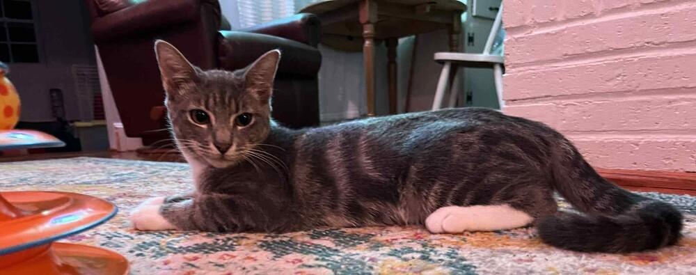 Scout, a Adoptable Domestic Short Hair in Youngsville, NC image 2/6