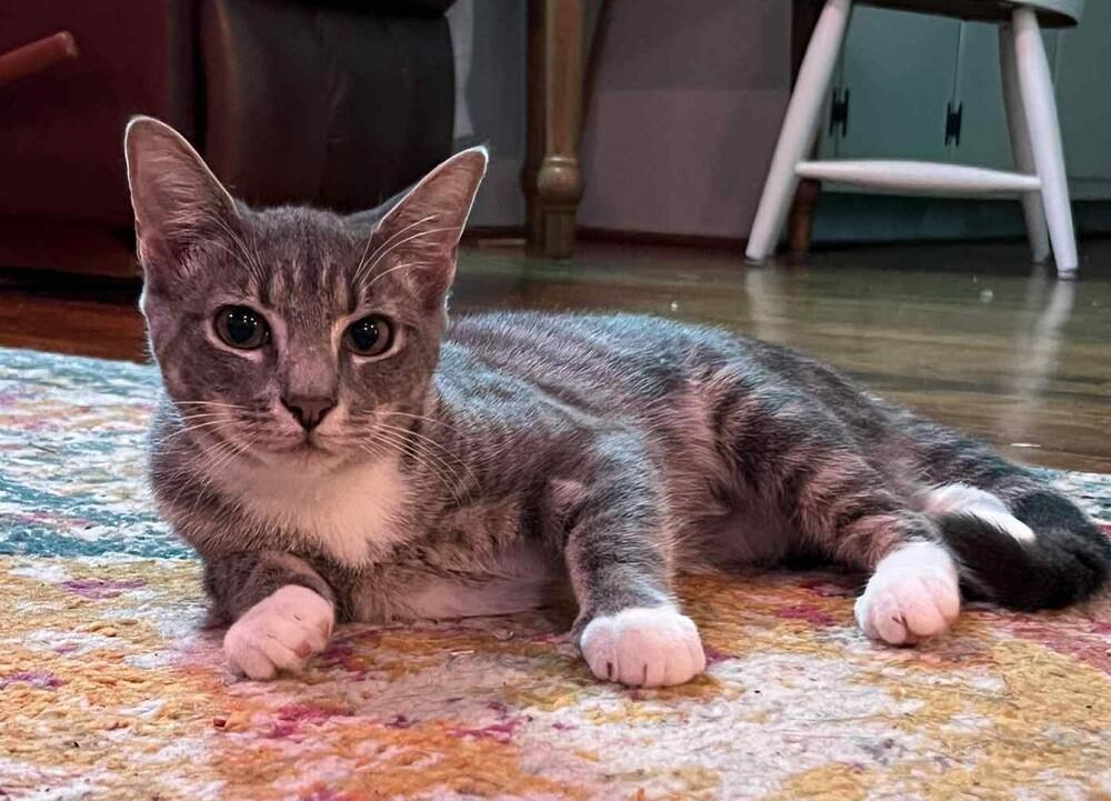 Scout, Adoptable, Kitten Female Domestic Short Hair.