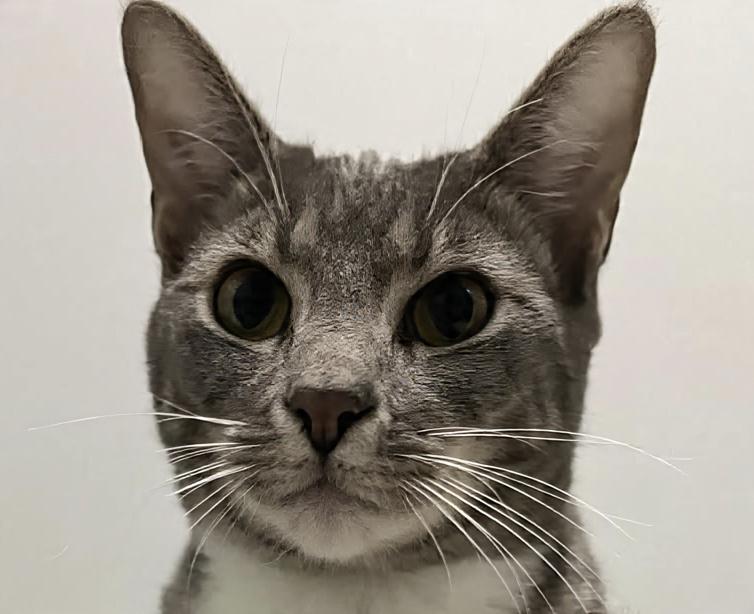 Scout, a Adoptable Domestic Short Hair in Youngsville, NC image 4/6