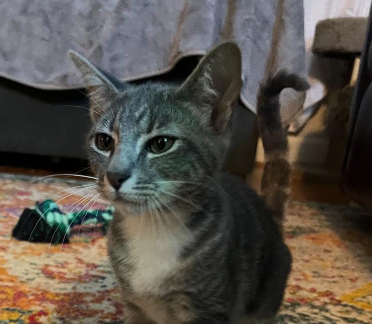 Scout, a Adoptable Domestic Short Hair in Youngsville, NC image 5/6