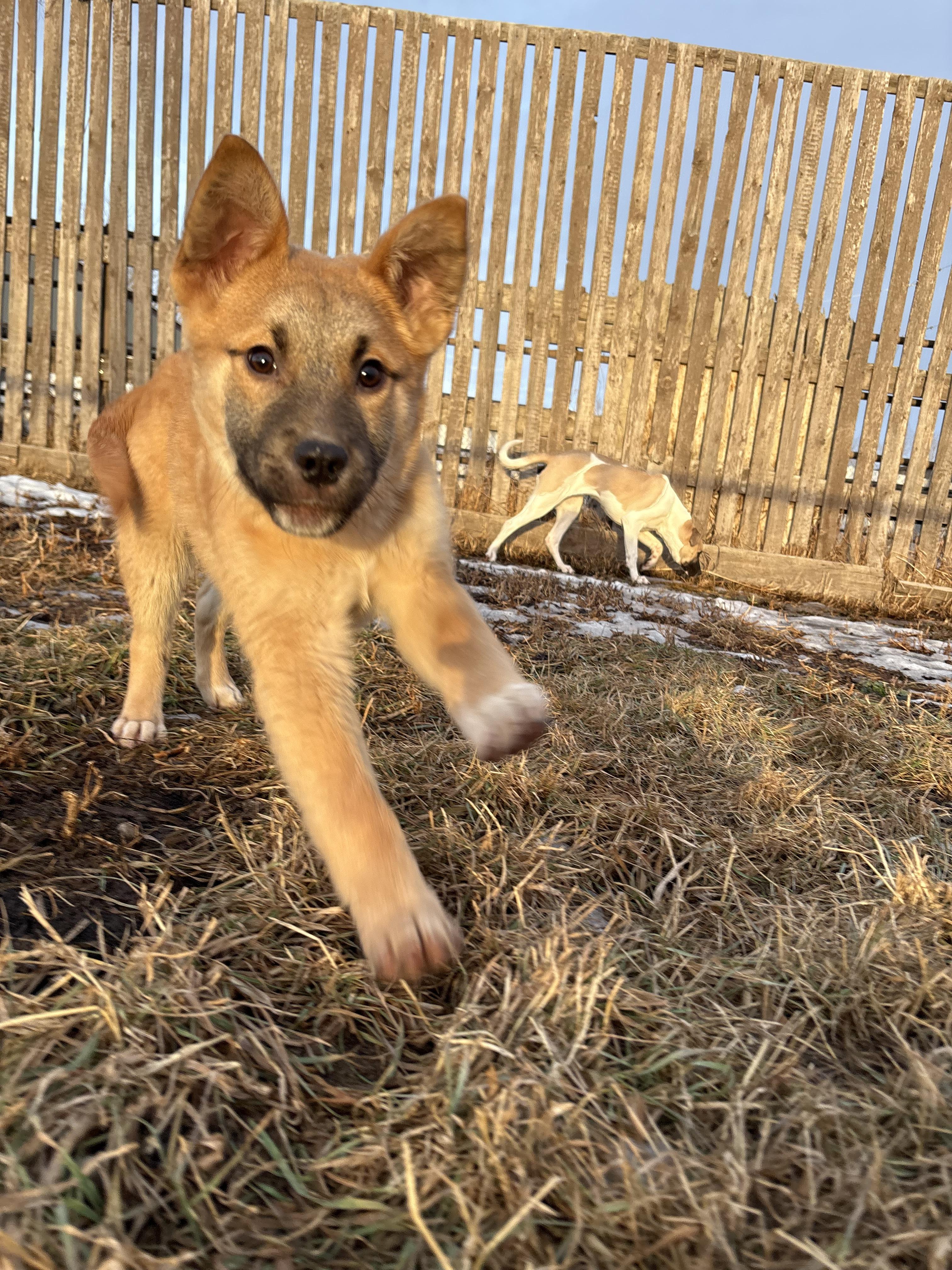 Enlarge Dewey, a Adopted mixed breed in Crossfield, AB image 3/6