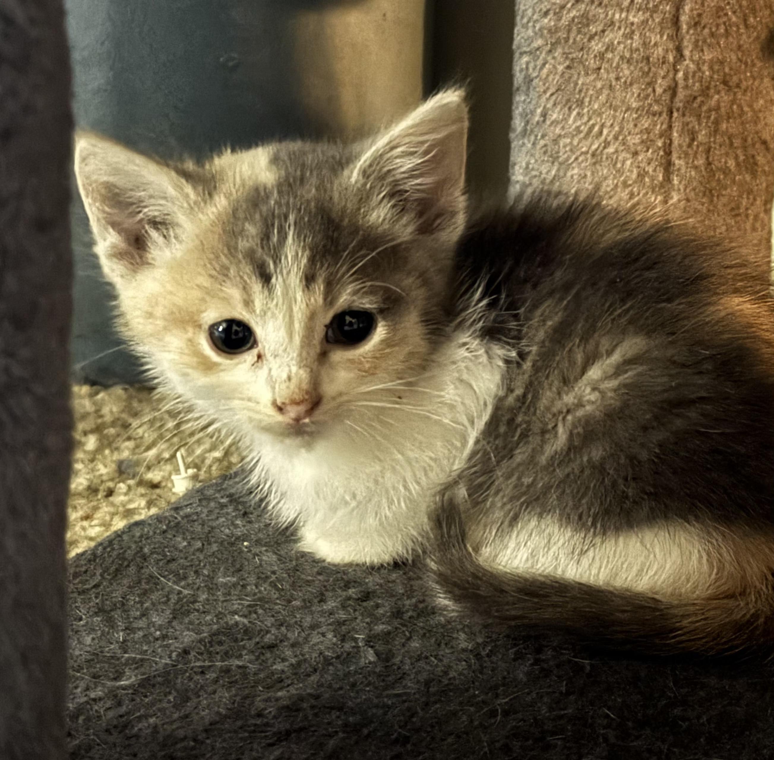 Janie, Baby Female unknown
