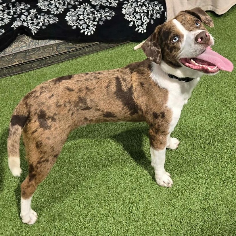 Enlarge Mudd Bud, a ADOPTABLE mixed breed in Racine, WI image 4/4