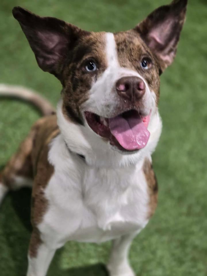 Enlarge Mudd Bud, a ADOPTABLE mixed breed in Racine, WI image 2/4