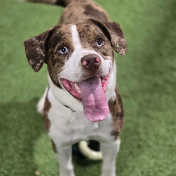 Mudd Bud, ADOPTABLE, Adult Male Catahoula Leopard Dog.