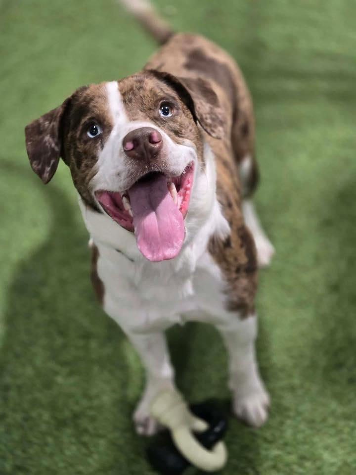 Enlarge Mudd Bud, a ADOPTABLE mixed breed in Racine, WI image 3/4