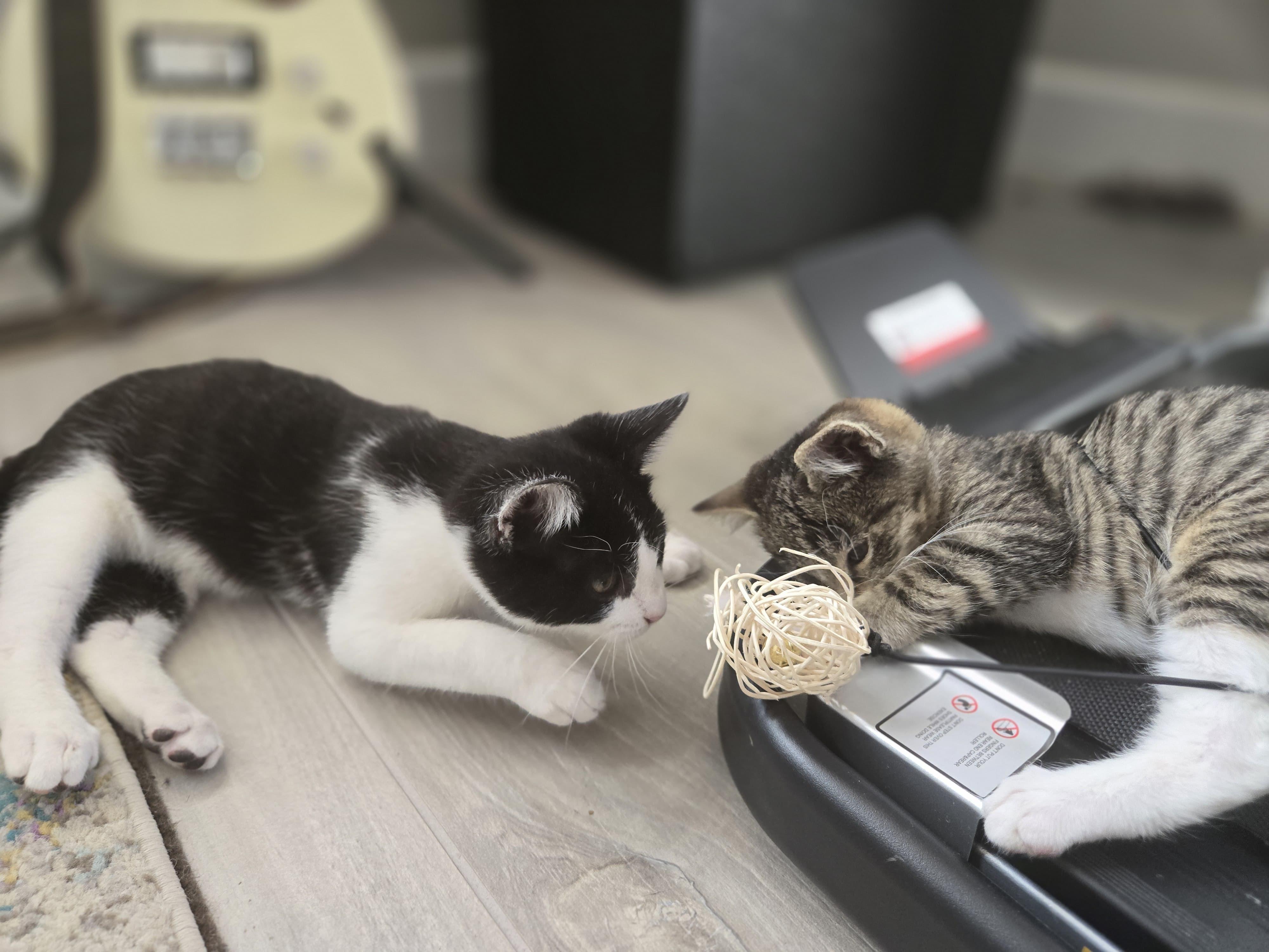 Enlarge Jellybean, a Adoptable Tabby in San Juan Capistrano, CA image 4/4