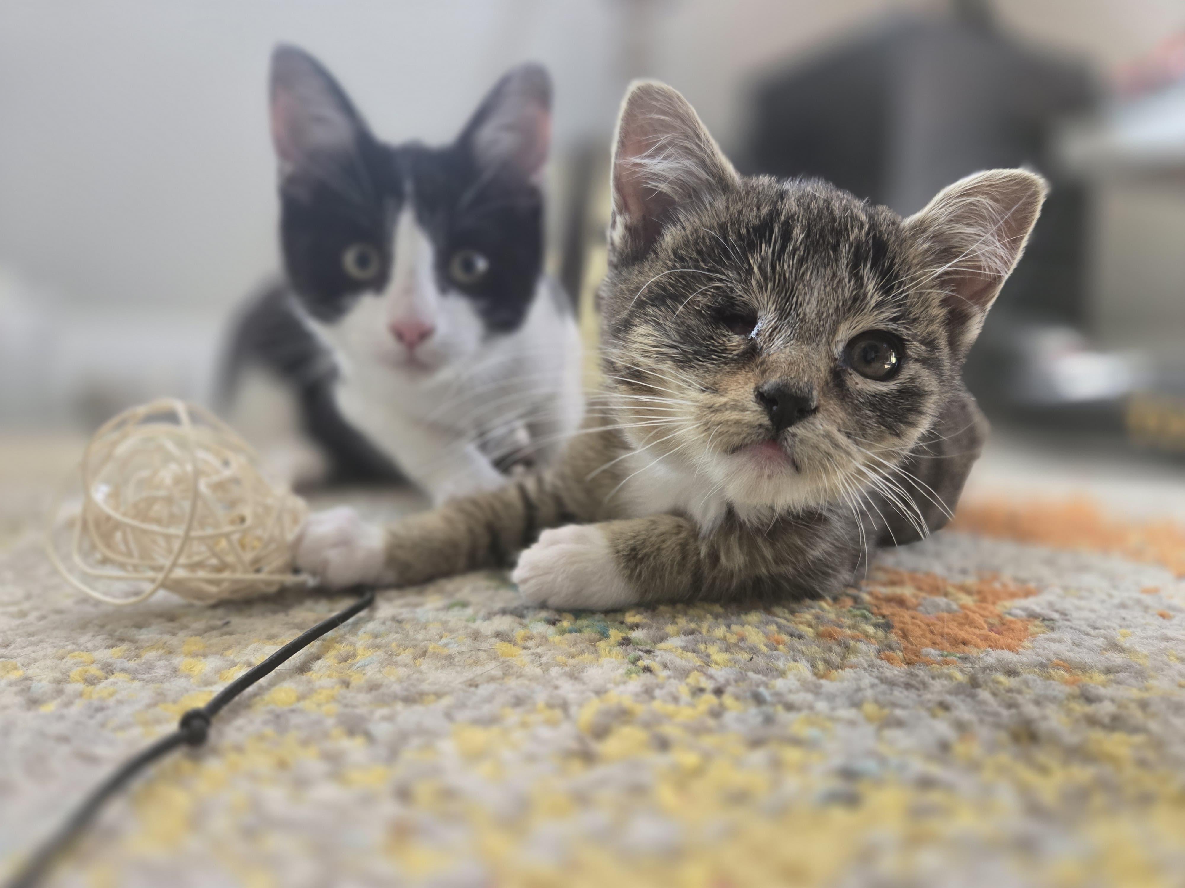 Enlarge Jellybean, a Adoptable Tabby in San Juan Capistrano, CA image 3/4