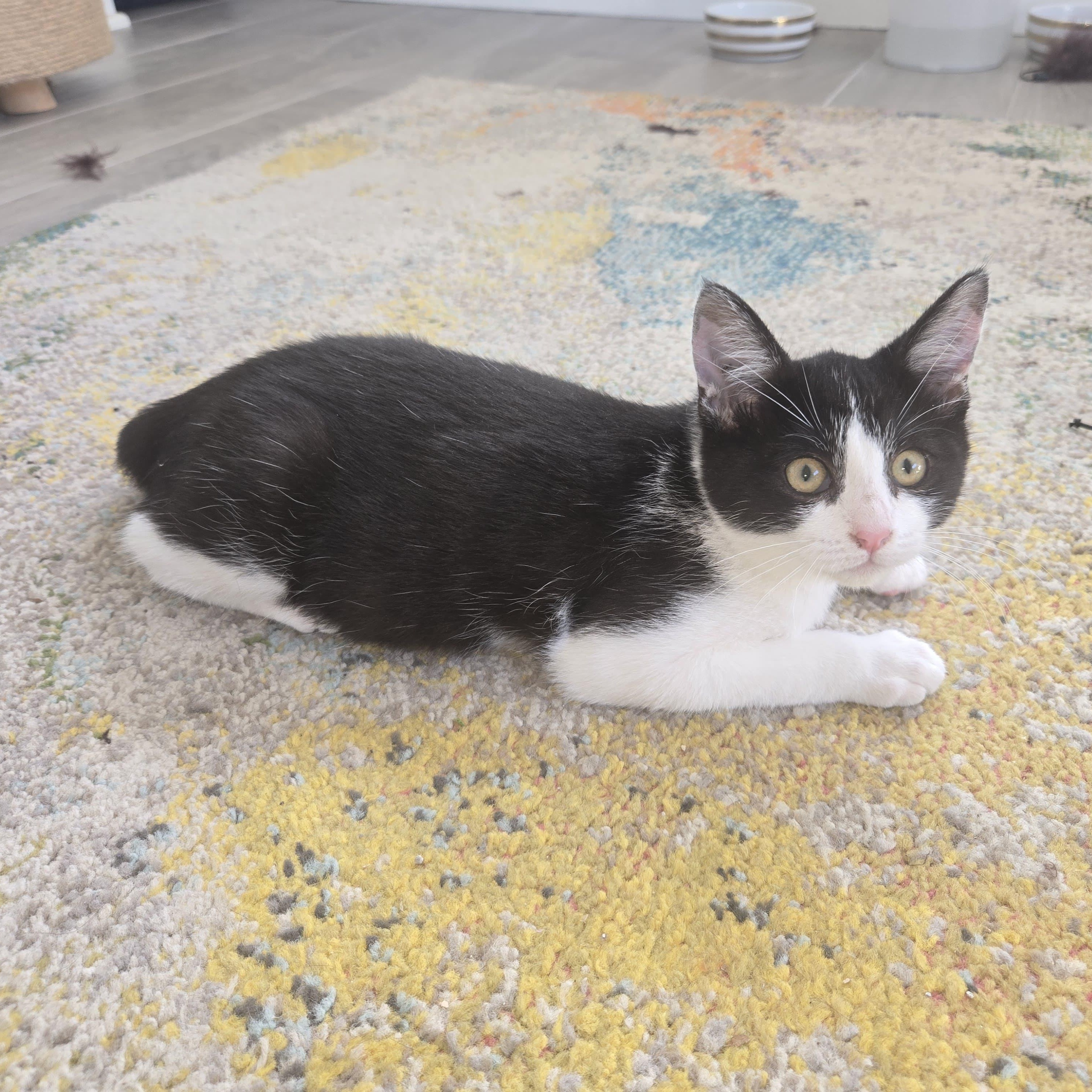 Enlarge Jellybean, a Adoptable Tabby in San Juan Capistrano, CA image 1/4